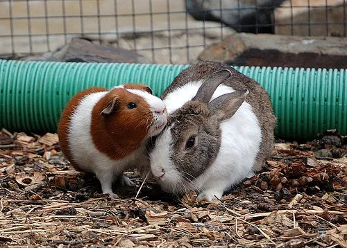 SMALL PETS LOVERS