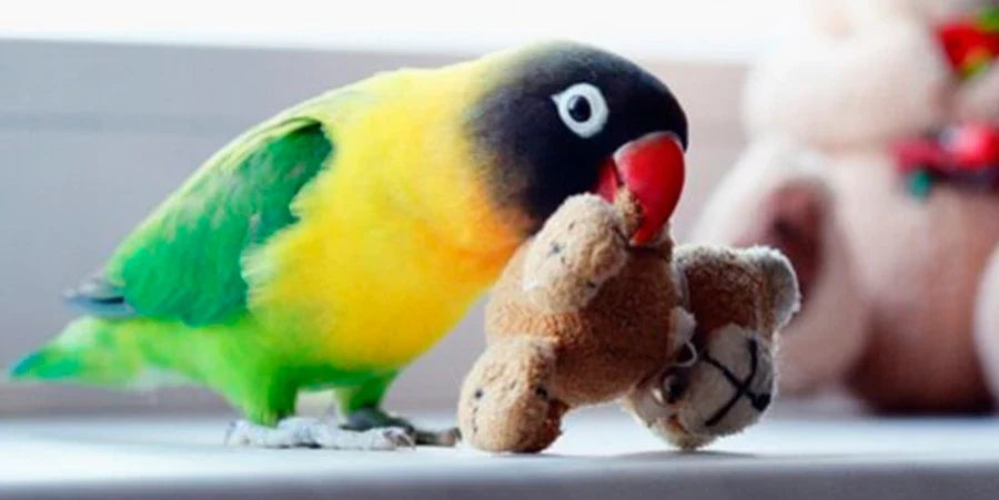 BIRDS LOVERS